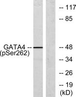 GATA-4 (phospho Ser262) Polyclonal Antibody