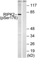 RIP2 (phospho Ser176) Polyclonal Antibody