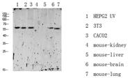 RIPK2 (Phospho Ser176) Antibody