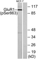 GluR-1 (phospho Ser863) Polyclonal Antibody