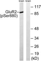 GluR-2 (phospho Ser880) Polyclonal Antibody