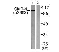 GluR4 (phospho Ser862) Polyclonal Antibody