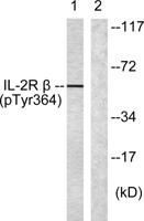 IL-2Rβ (phospho Tyr364) Polyclonal Antibody