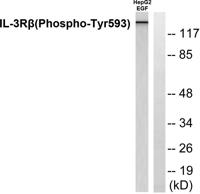 IL-3Rβ (phospho Tyr593) Polyclonal Antibody