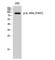 IL-4Rα (phospho Tyr497) Polyclonal Antibody