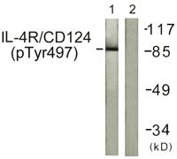 IL-4Rα (phospho Tyr497) Polyclonal Antibody