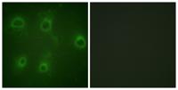 IL-8Rβ (phospho Ser347) Polyclonal Antibody