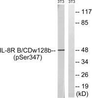 IL-8Rβ (phospho Ser347) Polyclonal Antibody