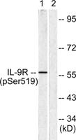 IL-9R (phospho Ser519) Polyclonal Antibody