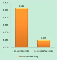 Insulin R (phospho Thr1375) Polyclonal Antibody