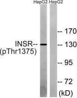 Insulin R (phospho Thr1375) Polyclonal Antibody