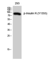 Insulin R (phospho Tyr1355) Polyclonal Antibody