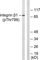 Integrin β1 (phospho Thr788) Polyclonal Antibody