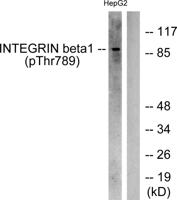 Integrin β1 (phospho Thr789) Polyclonal Antibody