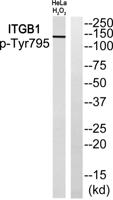 Integrin β1 (phospho Tyr795) Polyclonal Antibody