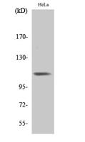 Integrin β3 (phospho Tyr785) Polyclonal Antibody