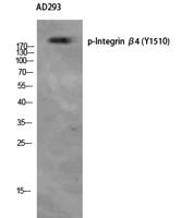 Integrin β4 (phospho Tyr1510) Polyclonal Antibody