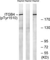 Integrin β4 (phospho Tyr1510) Polyclonal Antibody