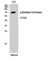 Intestinal Cell Kinase (phospho Tyr159) Polyclonal Antibody