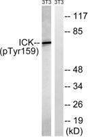 Intestinal Cell Kinase (phospho Tyr159) Polyclonal Antibody