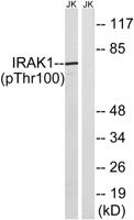 IRAK-1 (phospho Thr100) Polyclonal Antibody