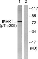 IRAK-1 (phospho Thr209) Polyclonal Antibody