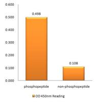 IRAK-1 (phospho Thr387) Polyclonal Antibody