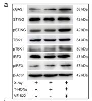 IRF-3 (phospho Ser385) Polyclonal Antibody