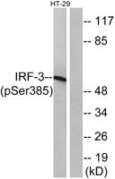 IRF-3 (phospho Ser385) Polyclonal Antibody