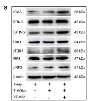 IRF-3 (phospho Ser385) Polyclonal Antibody