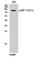 IRP-1 (phospho Ser711) Polyclonal Antibody