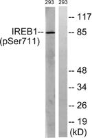 IRP-1 (phospho Ser711) Polyclonal Antibody