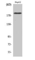 IRS-1 (phospho Ser1101) Polyclonal Antibody