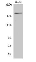 IRS-1 (phospho Ser312) Polyclonal Antibody