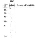 IRS-1 (phospho Ser636) Polyclonal Antibody