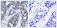 IRS-1 (phospho Ser636) Polyclonal Antibody