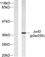 Jun D (phospho Ser255) Polyclonal Antibody