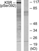 Ksr-1 (phospho Ser392) Polyclonal Antibody