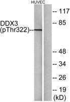 DDX3 (phospho Thr322) Polyclonal Antibody