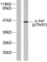 AP-1 (phospho Thr91) Polyclonal Antibody