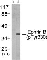 Ephrin-B1/2 (phospho Tyr330) Polyclonal Antibody