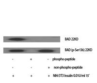 Bad (phospho Ser136) Polyclonal Antibody