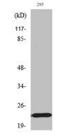 Bad (phospho Ser155) Polyclonal Antibody