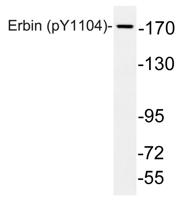 Erbin (phospho Tyr1104) Polyclonal Antibody