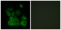 Bax (phospho Thr167) Polyclonal Antibody