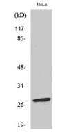 Bcl-2 (phospho Ser70) Polyclonal Antibody