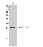 Bcl-2 (phospho Ser70) Polyclonal Antibody