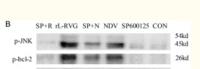 Bcl-2 (phospho Thr56) Polyclonal Antibody