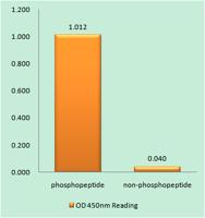 Bcl-2 (phospho Thr56) Polyclonal Antibody