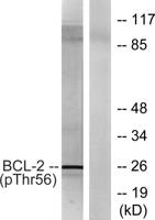 Bcl-2 (phospho Thr56) Polyclonal Antibody